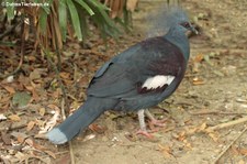 Krontaube (Goura cristata) im Dusit Zoo in Bangkok, Thailand