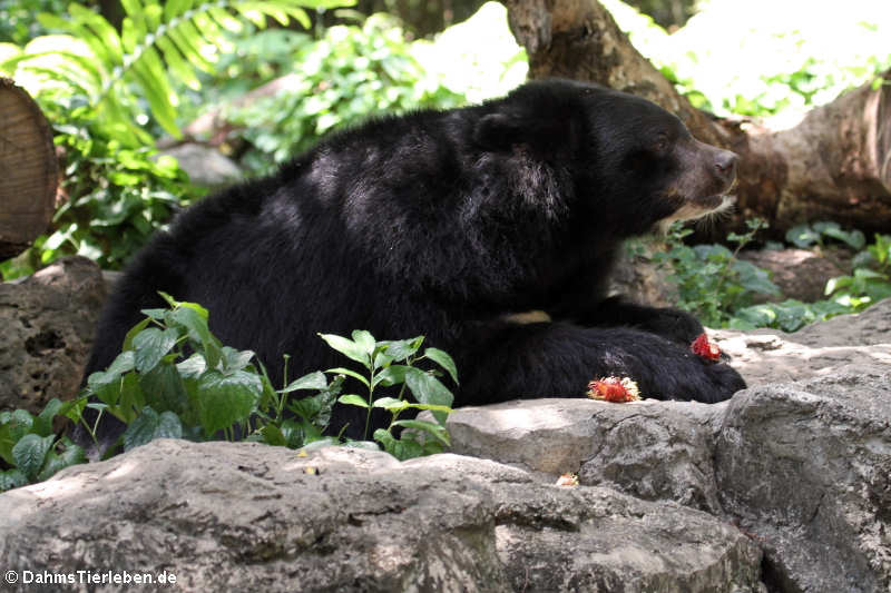 Malaienbär (Helarctos malayanus)