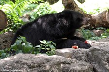 Malaienbär oder Sonnenbär (Helarctos malayanus malayanus) im Dusit Zoo in Bangkok, Thailand