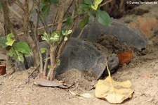 Tempelschildkröte (Heosemys annandalii) im Dusit Zoo in Bangkok, Thailand