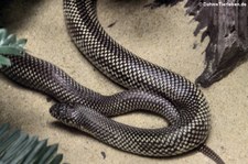 Wüstenkettennatter (Lampropeltis splendida) im Dusit Zoo in Bangkok, Thailand