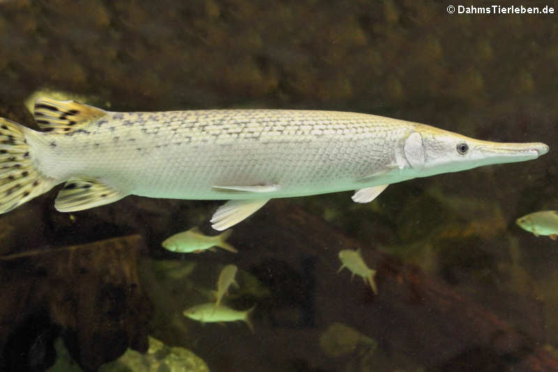 Gefleckter Knochenhecht (Lepisosteus oculatus)