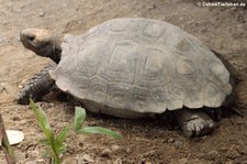 Braune Landschildkröte (Manouria emys emys) im Dusit Zoo in Bangkok, Thailand