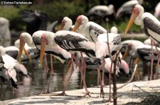 Buntstörche (Mycteria leucocephala) im Dusit Zoo in Bangkok, Thailand