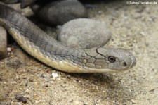 Königskobra (Ophiophagus hannah) im Dusit Zoo in Bangkok, Thailand