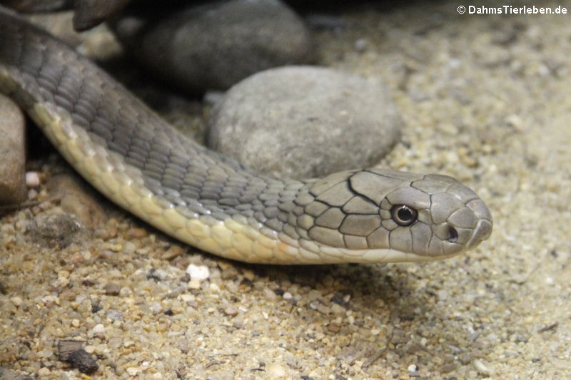 Königskobra (Ophiophagus hannah)