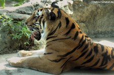 Bengal-Tiger oder Königstiger (Panthera tigris tigris) im Dusit Zoo in Bangkok, Thailand