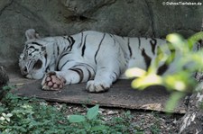 weißer Bengal-Tiger oder weißer Königstiger (Panthera tigris tigris) im Dusit Zoo in Bangkok, Thailand