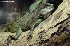 Grüne Wasseragame (Physignathus cocincinus) im Dusit Zoo in Bangkok, Thailand