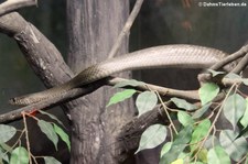 Gebänderte Rattenschlange (Ptyas mucosa) im Dusit Zoo in Bangkok, Thailand