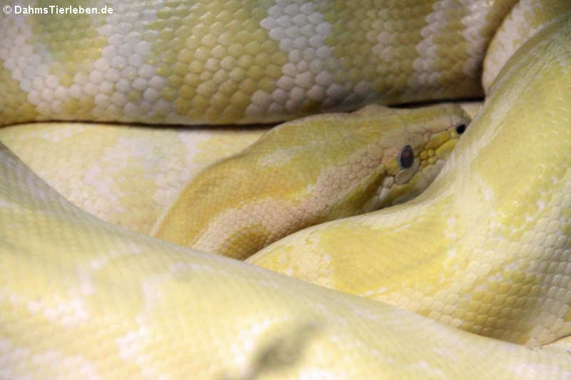 Dunkler Tigerpython - Albino (Python bivittatus bivittatus)