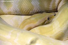 Dunkler Tigerpython - Albino (Python bivittatus bivittatus) im Dusit Zoo in Bangkok, Thailand