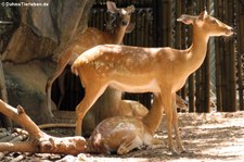 Siam-Leierhirsche (Panolia eldii siamensis) im Dusit Zoo in Bangkok, Thailand