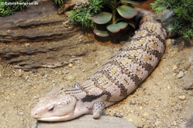 Tiliqua scincoides