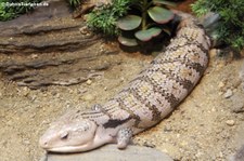 Blauzungenskink (Tiliqua scincoides) in Dusit Zoo in Bangkok, Thailand