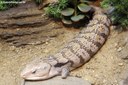 Tiliqua scincoides