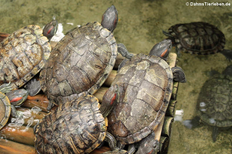 Rotwangen-Schmuckschildkröten (Trachemys scripta elegans)