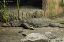 Bengalenwaran (Varanus bengalensis) im Dusit Zoo in Bangkok, Thailand