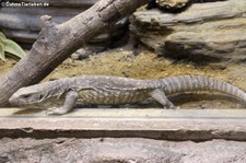 Steppenwaran (Varanus exanthematicus) im Dusit Zoo in Bangkok, Thailand