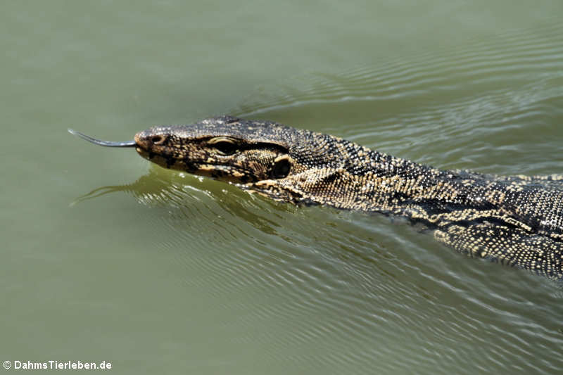 Bindenwaran (Varanus salvator macromaculatus)