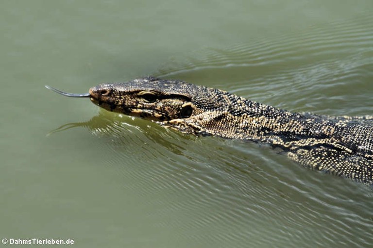 Varanus salvator macromaculatus