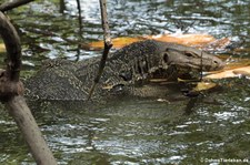 Bindenwaran (Varanus salvator macromaculatus) im Dusit Zoo in Bangkok, Thailand