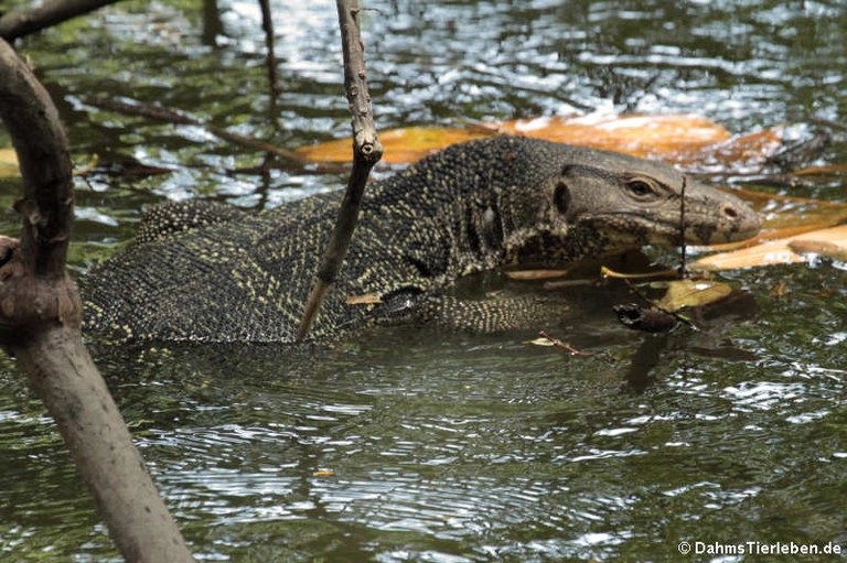 Varanus salvator macromaculatus