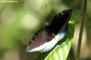 Lexias pardalis (male)