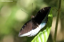 Männlicher Schmetterling (Lexias pardalis) im Kaeng Krachan National Park, Thailand