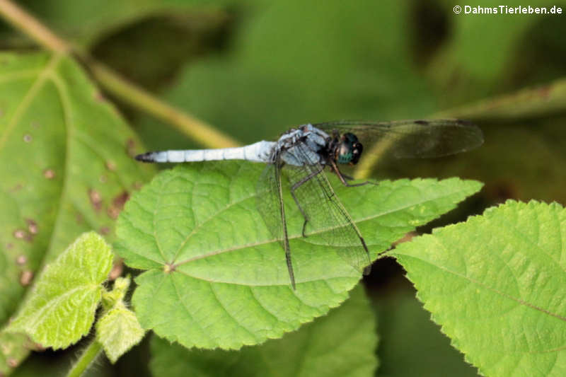 Libelle (Orthetrum glaucum)