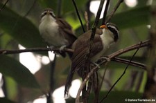 Himalayasäbler (Pomatorhinus schisticeps) im Kaeng Krachan National Park, Thailand