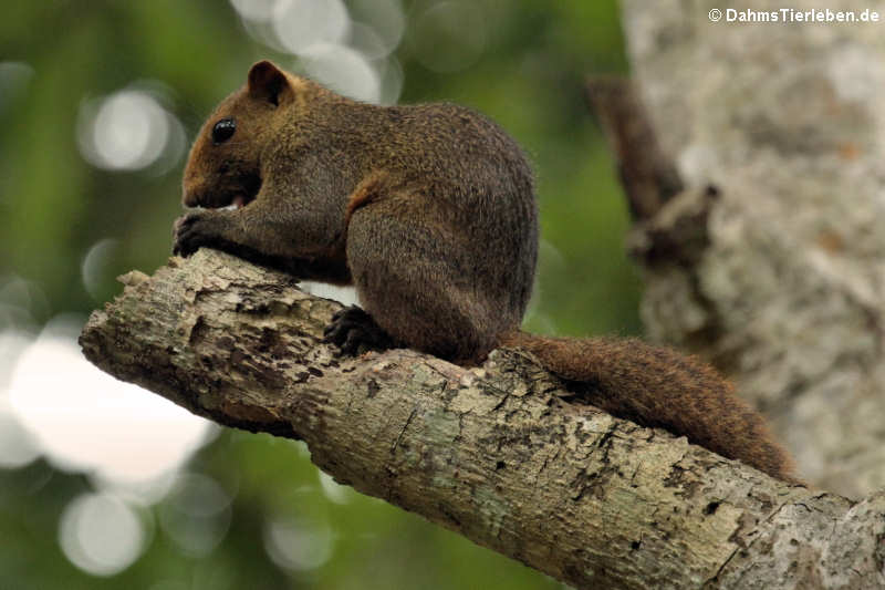 Graubauchhörnchen (Callosciurus caniceps)