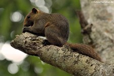 Graubauchhörnchen (Callosciurus caniceps) im Kui Buri Nationalpark, Thailand