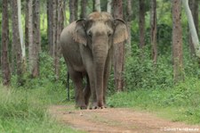 Asiatischer Elefant (Elephas maximus indicus) im Kui Buri National Park, Thailand