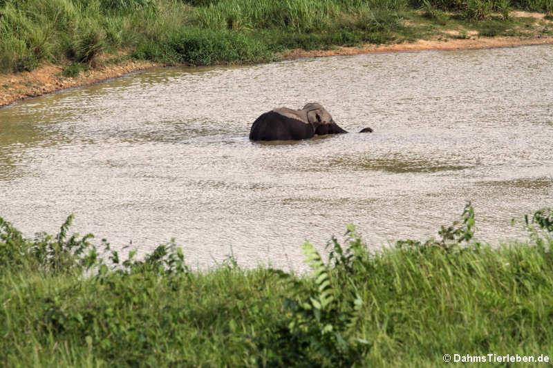 Indische Elefanten (Elephas maximus indicus)