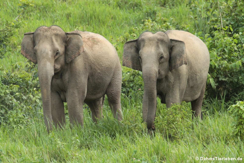 Indische Elefanten (Elephas maximus indicus)