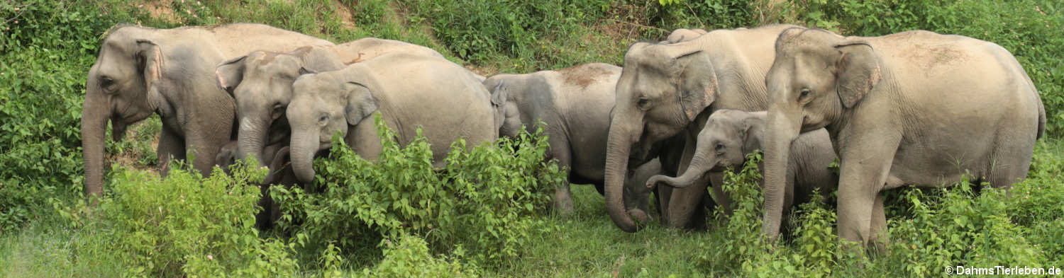 Indische Elefanten (Elephas maximus indicus)