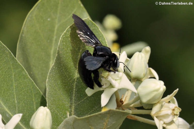 Xylocopa