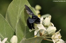 Holzbiene der Gattung Xylocopa im Kui Buri Nationalpark, Thailand