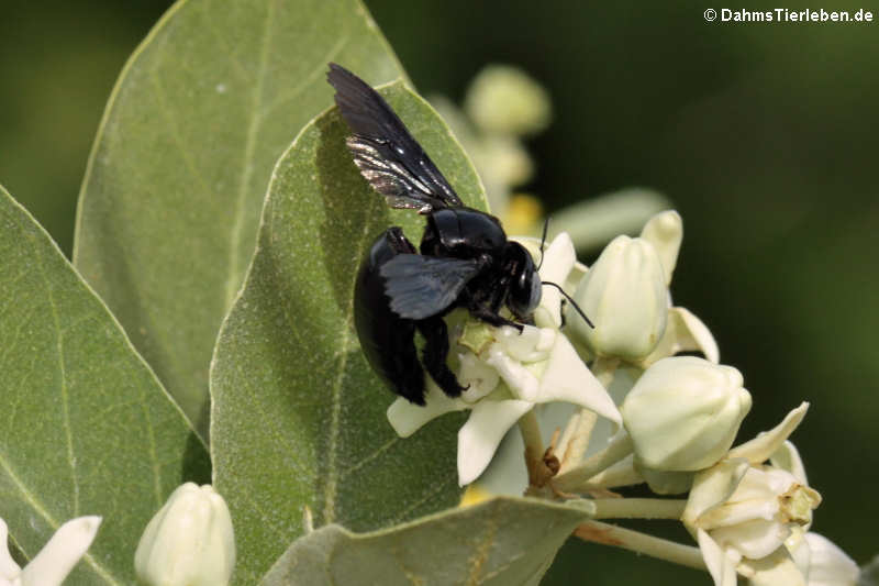 Holzbiene der Gattung Xylocopa