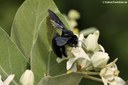 Xylocopa