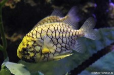 Japanischer Tannenzapfenfisch (Monocentris japonica) in der Oceanworld Bangkok, Thailand