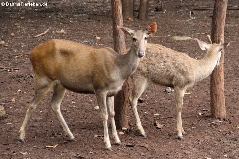 Rusa unicolor cambojensis