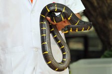 Mangroven-Nachtbaumnatter (Boiga melanota) im Queen Saovabha Memorial Institute in Bangkok, Thailand