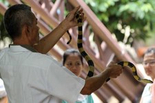 Präsentation des Gebänderten Kraits (Bungarus fasciatus) im Queen Saovabha Memorial Institute Bangkok, Thailand