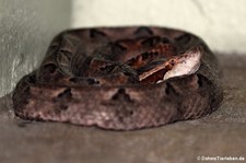 Malaiische Mokassin-Grubenotter (Calloselasma rhodostoma) im Queen Saovabha Memorial Institute in Bangkok, Thailand