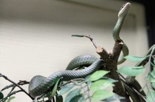 Hinterindische Schmuckbaumnatter (Chrysopelea ornata ornatissima) im Queen Saovabha Memorial Institute in Bangkok, Thailand