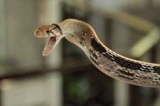 Stets angriffslustig aber ungiftig: Eine Strahlennatter (Coelognathus radiatus) im Queen Saovabha Memorial Institute in Bangkok, Thailand