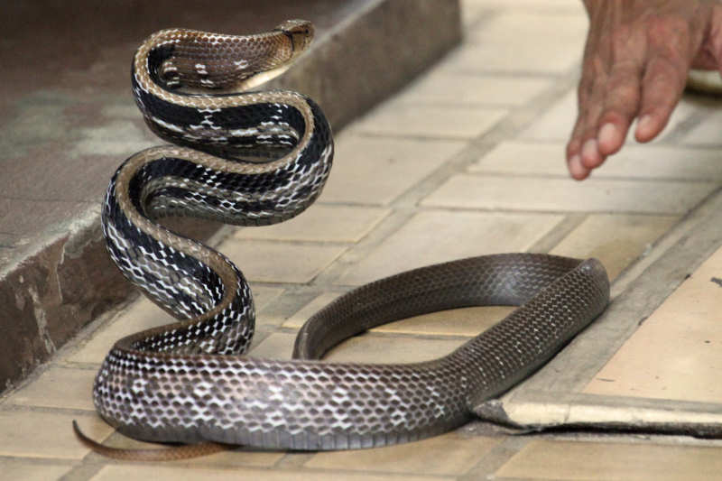 Demonstration des Abwehrverhaltens einer Strahlennatter (Coelognathus radiatus)