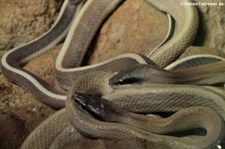 Ridleys Schönnatter (Elaphe  taeniurus ridleyi) im Queen Saovabha Memorial Institute in Bangkok, Thailand